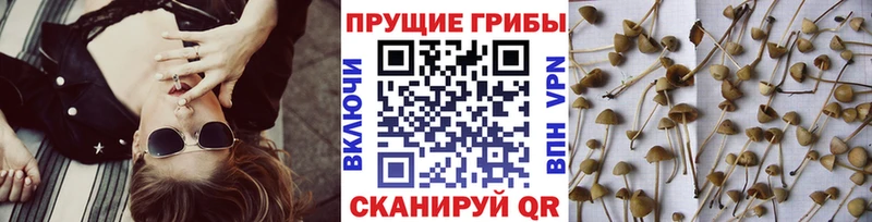 Галлюциногенные грибы MAGIC MUSHROOMS  mega ссылки  Чишмы 